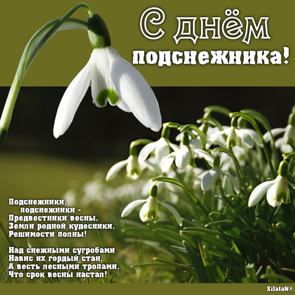 Открытки с днём подснежника gif. Открытки с днём подснежника скачать.