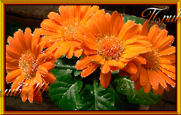 Открытки с календулой скачать бесплатно. Открытки с календулой онлайн.