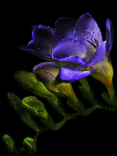 Открытки с фрезиями gif. Открытки с фрезиями скачать бесплатно.