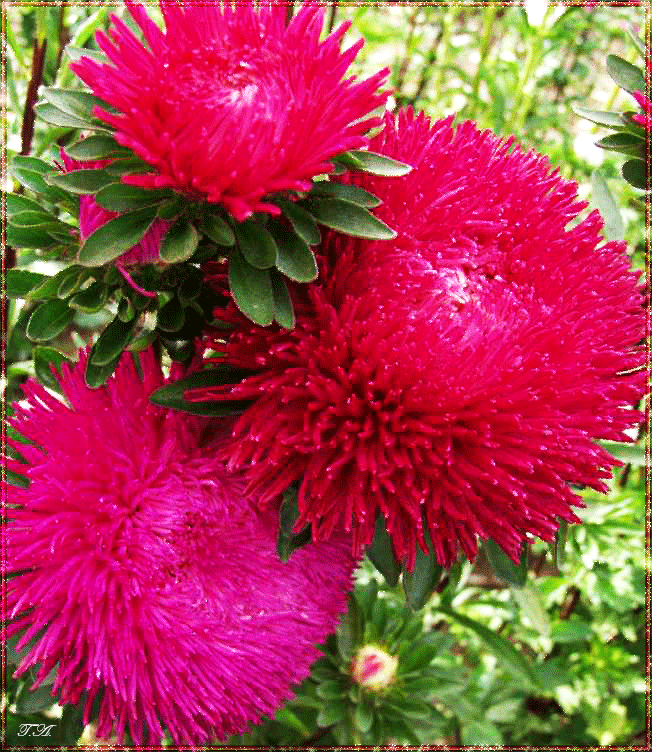 Открытки с астрами скачать бесплатно. Открытки с астрами онлайн.