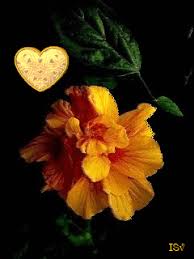 Открытки с бархатцами онлайн бесплатно. Открытки с бархатцами скачать.