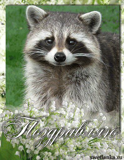 Открытки с енотами скачать бесплатно. Открытки с енотами gif.