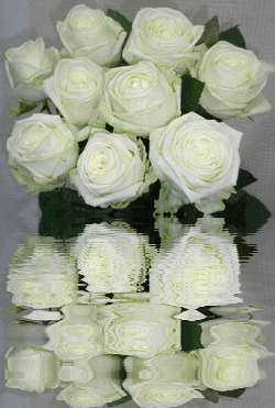 Открытки с белыми розами скачать бесплатно. Открытки с белыми розами онлайн.