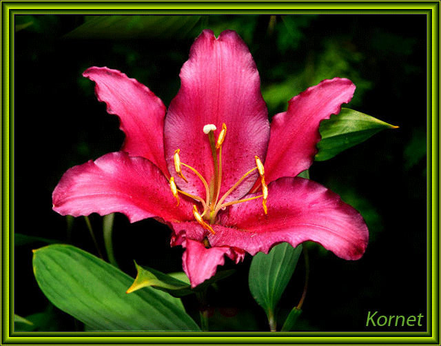 Открытки с лилейниками анимационные. Открытки с лилейниками gif.