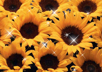 Открытки с подсолнухами в поле скачать бесплатно. Открытки с подсолнухами в п...