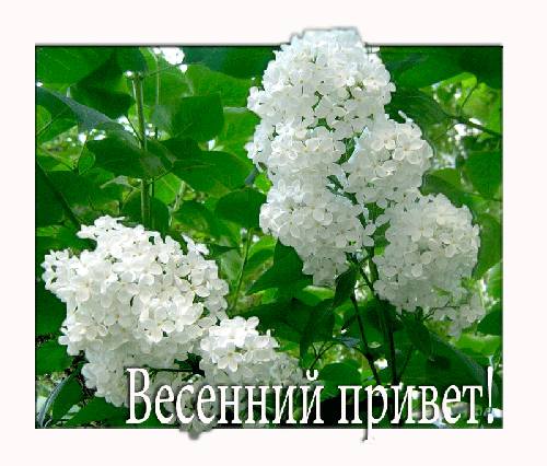 Открытки с белой сиренью анимационные. Открытки с белой сиренью gif.