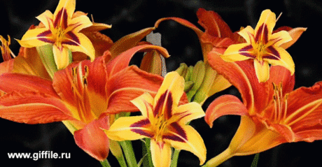 Открытки с лилейниками анимационные. Открытки с лилейниками gif.