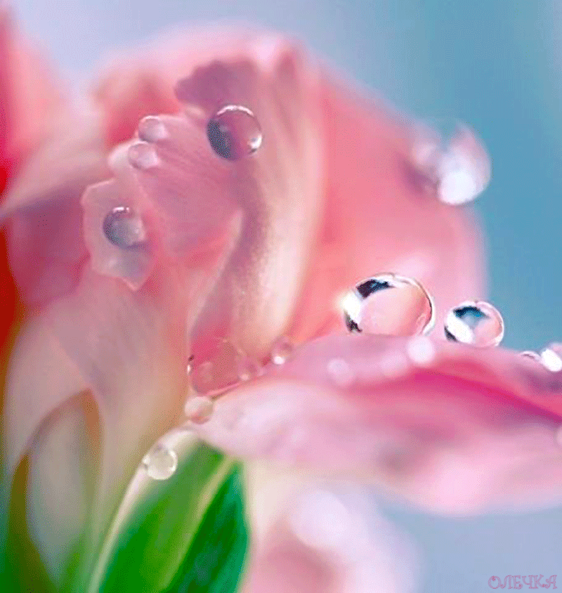 Открытки с росой на цветах скачать. Открытки с росой на цветах бесплатно.