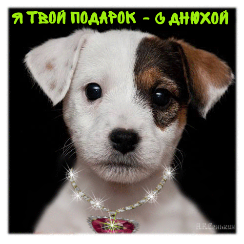 Анимационные открытки с собаками. Скачать бесплатно открытки с собаками.