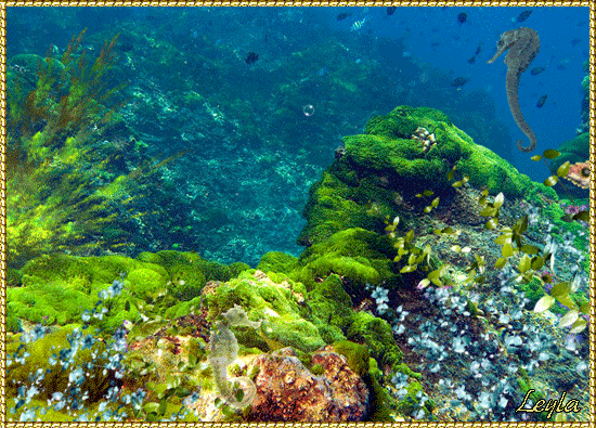 Открытки с подводным миром скачать. Открытки с подводным миром бесплатно.