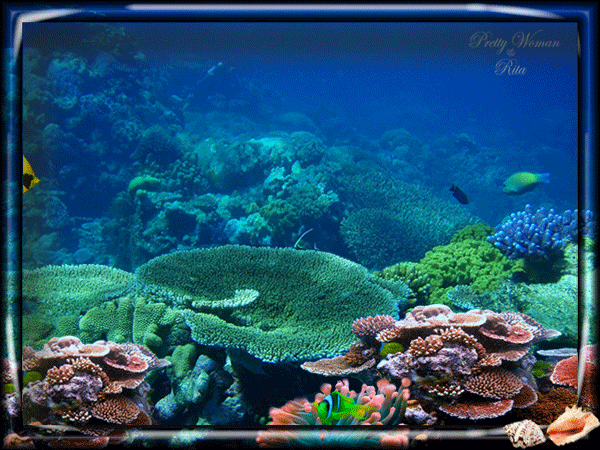 Открытки с подводным миром скачать. Открытки с подводным миром бесплатно.