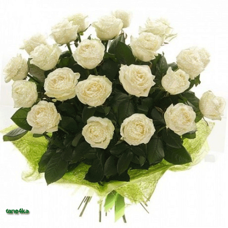 Открытки с белыми розами скачать бесплатно. Открытки с белыми розами онлайн.