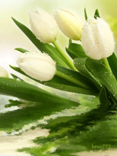 Открытки с белыми тюльпанами gif. Открытки с белыми тюльпанами скачать.