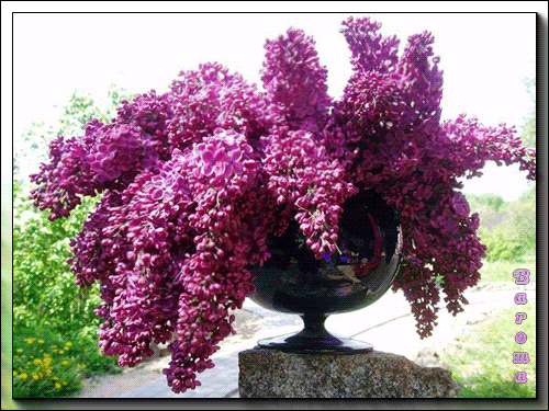 Открытки с розовой сиренью скачать бесплатно. Открытки с розовой сиренью онлайн.