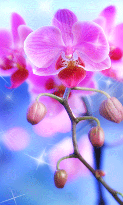Открытки с розовыми орхидеями скачать бесплатно. Открытки с розовыми орхидеям...