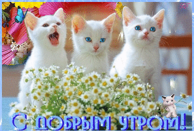 Открытки с кошками скачать бесплатно. Анимационные открытки с кошками.