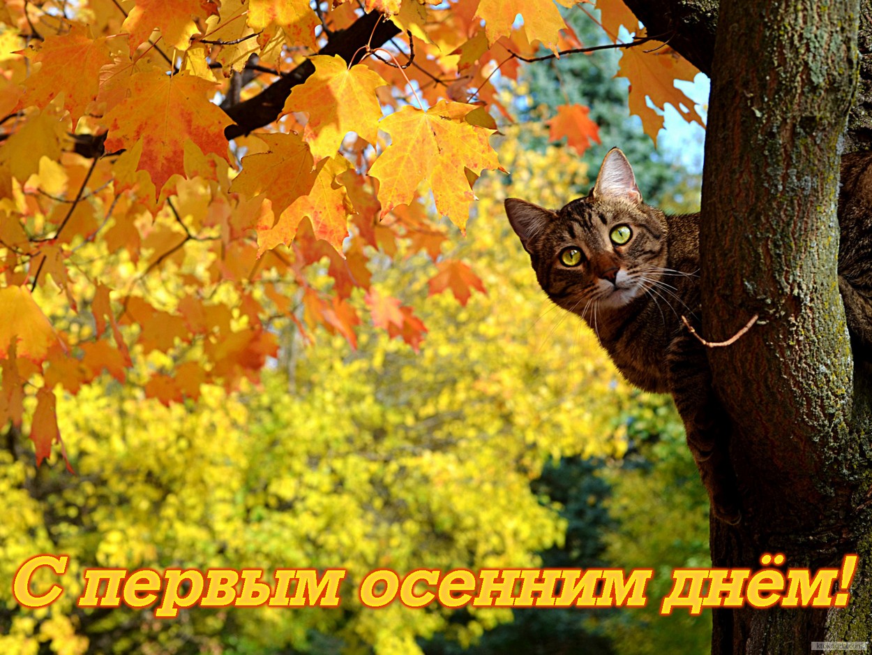 Открытки с первым днём осени скачать бесплатно. Красивые Открытки с первым дн...