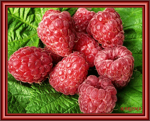 Открытки с ягодами скачать бесплатно. Открытки с ягодами онлайн.