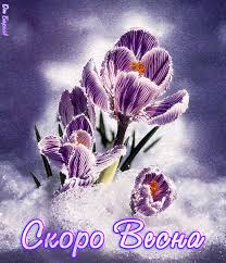 Открытки с крокусами скачать бесплатно. Открытки с крокусами онлайн.