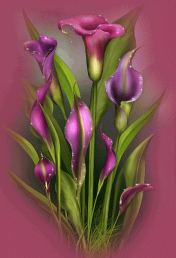 Открытки с каллами скачать бесплатно. Открытки с каллами онлайн.