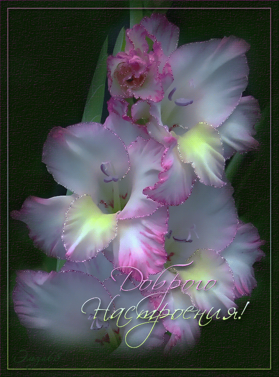 Открытки с гладиолусами скачать бесплатно. Открытки с гладиолусами анимационные.