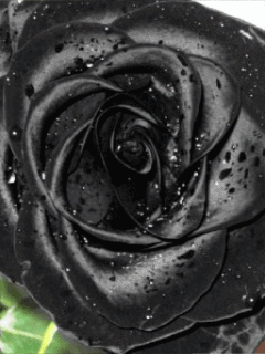 Открытки с черными розами скачать бесплатно. Открытки с черными розами gif.