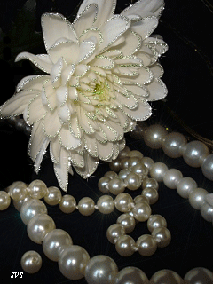 Открытки с белыми хризантемами анимационные. Открытки с белыми хризантемами gif.