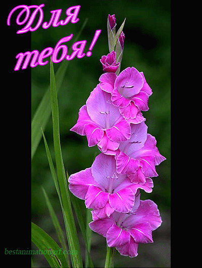 Открытки с гладиолусами скачать бесплатно. Открытки с гладиолусами анимационные.