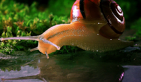 Открытки с улитками скачать бесплатно. Открытки с улитками онлайн.