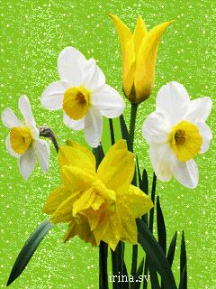 Открытки с букетом нарциссов анимационные. Открытки с букетом нарциссов gif.