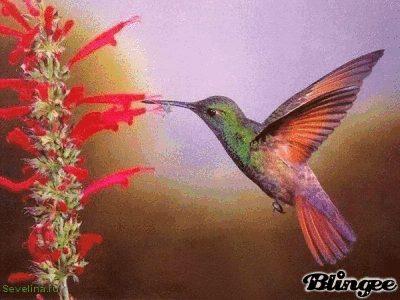 Открытки с колибри скачать бесплатно. Открытки с колибри онлайн.