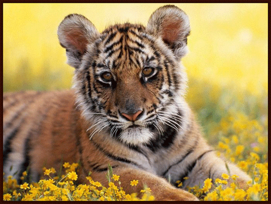 Красивые открытки с тиграми. Скачать бесплатно открытки с тиграми.