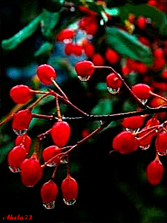 Открытки с ягодами скачать бесплатно. Открытки с ягодами онлайн.