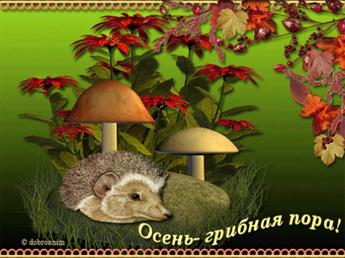 Открытки с лесными грибами скачать бесплатно. Открытки с грибами онлайн.