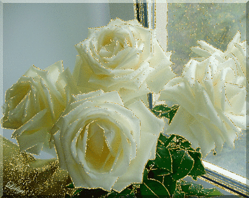 Открытки с белыми розами скачать бесплатно. Открытки с белыми розами онлайн.