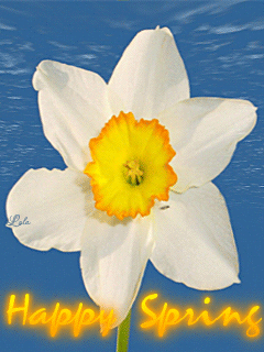 Открытки с белыми нарциссами скачать бесплатно. Открытки с белыми нарциссами ...