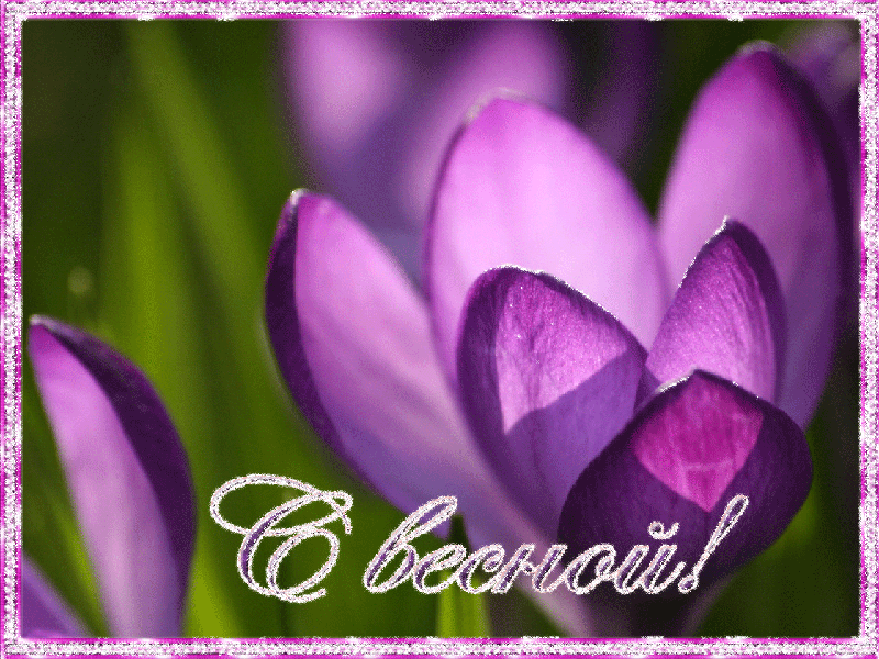 Открытки с крокусами скачать бесплатно. Открытки с крокусами онлайн.