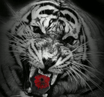 Открытки с белым тигром скачать. Открытки с белым тигром бесплатно.