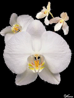 Открытки с белыми орхидеями скачать. Открытки с белыми орхидеями бесплатно он...