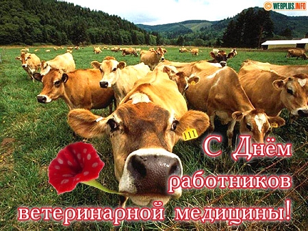 Открытки с Международным днём ветеринара скачать бесплатно.