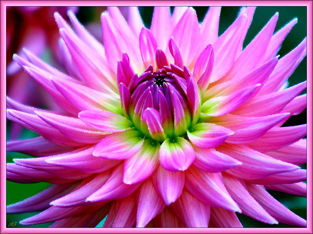 Открытки с астрами скачать бесплатно. Открытки с астрами онлайн.