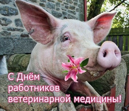 Открытки с Международным днём ветеринара скачать бесплатно.