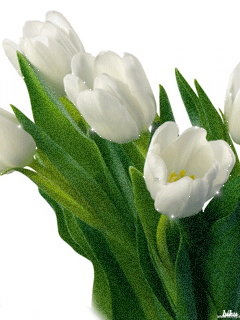 Открытки с белыми тюльпанами gif. Открытки с белыми тюльпанами скачать.