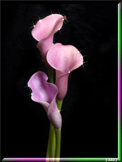 Открытки с каллами скачать бесплатно. Открытки с каллами онлайн.