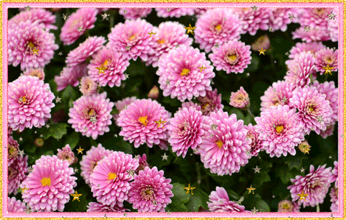 Открытки с хризантемами скачать бесплатно. Открытки с хризантемами онлайн.