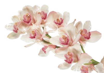 Открытки с розовыми орхидеями скачать бесплатно. Открытки с розовыми орхидеям...