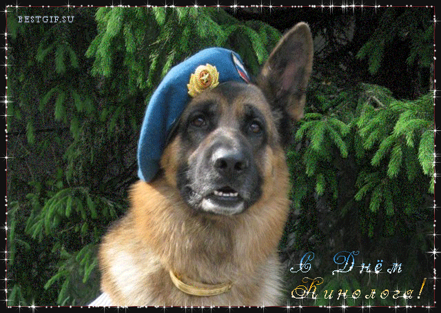 Открытки с днём кинолога скачать бесплатно. Открытки с днём кинолога 21 июня.