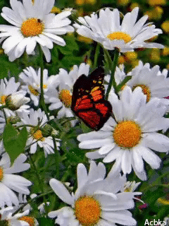 Открытки с ромашковым полем с анимациями. Открытки с ромашковым полем gif.