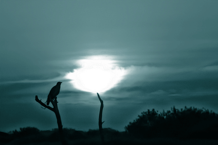 Открытки с парящими в небе птицами скачать бесплатно. Открытки с парящими в н...