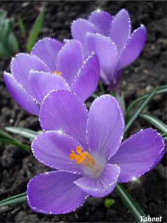 Открытки с крокусами скачать бесплатно. Открытки с крокусами онлайн.